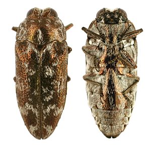 Ethonion cf. reichei Mallee, PL0476C, female, EP, 8.9 × 3.5 mm